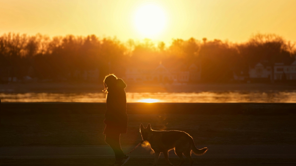 Personne promenant un berger allemand au crépuscule